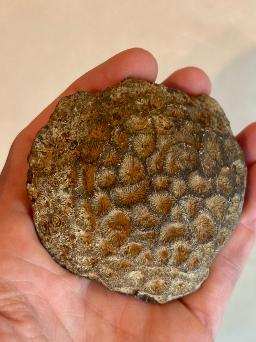 Natural Fossil Coral Specimen – Natural Agatized Coral / Petoskey-Style Fossil